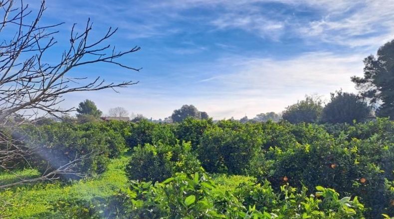 Valencia - Alcira - 24408m2