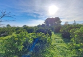 House with land for sale on España, Alzira, ref: TR372647 photo
