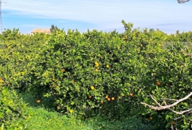 Foto 15