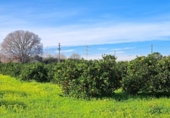 House with land for sale on España, Alzira, ref: TR372647 photo