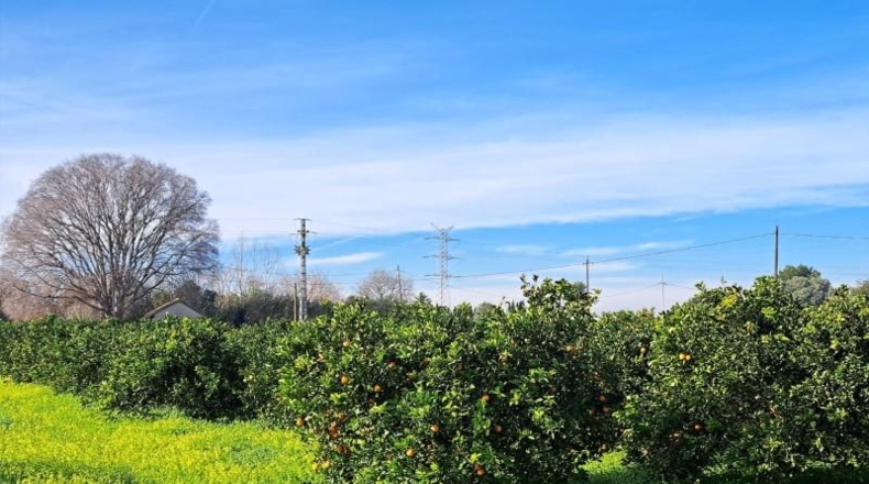 Valencia - Alcira - 24408m2