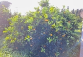 House with land for sale on España, Alzira, ref: TR372647 photo