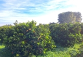 House with land for sale on España, Alzira, ref: TR372647 photo