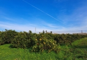 House with land for sale on España, Alzira, ref: TR372647 photo