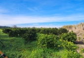House with land for sale on España, Alzira, ref: TR372647 photo