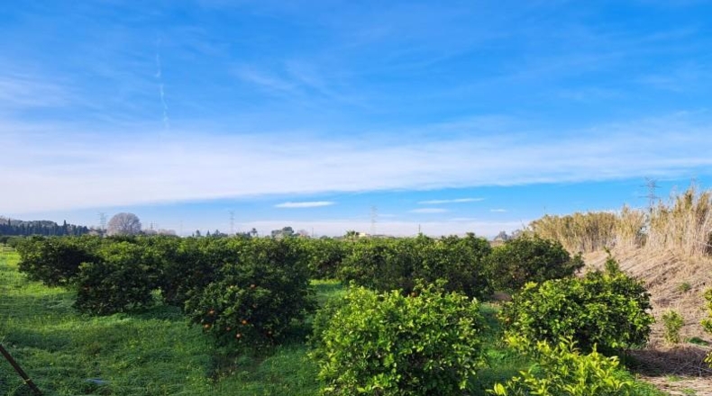 Valencia - Alcira - 24408m2