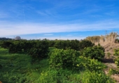 House with land for sale on España, Alzira, ref: TR372647 photo