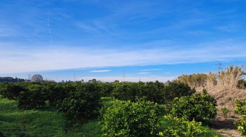 Valencia - Alcira - 24408m2
