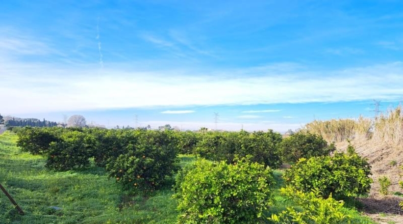 Valencia - Alcira - 24408m2
