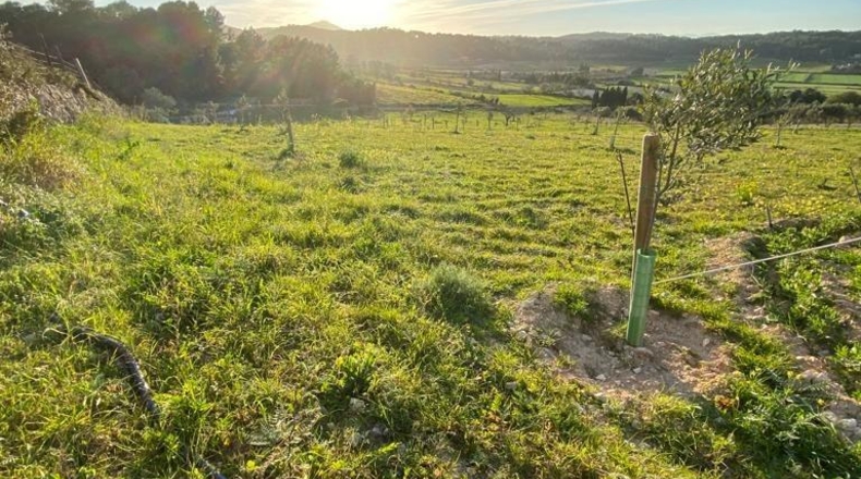 Balearic Islands - Algaida - 15000m2