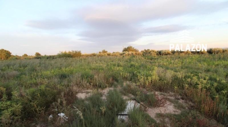 Alicante - Crevillente - 11000m2