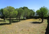Land suitable for development for sale on España, Parada de Arriba, ref: TR114348 photo