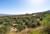 Casa amb terreny en venda a la España, Íllar, ref.: TR341792 foto