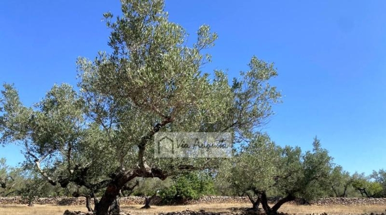 Tarragona - el Perelló - 34738m2