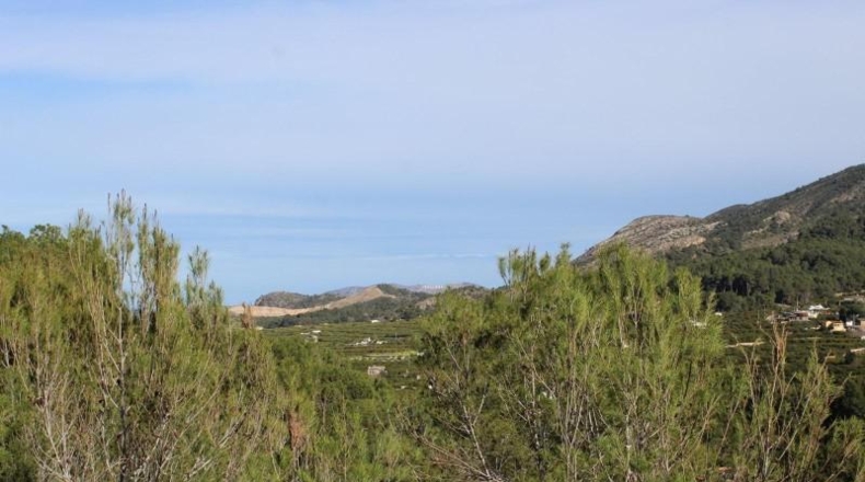 Valencia - Alcira - 1000m2