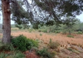 Terreno no urbanizable en venta en la España, Tarragona, ref: TR128623 foto