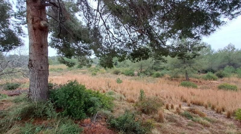Tarragona - Tarragona - 41800m2