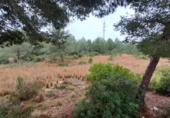 Terreno no urbanizable en venta en la España, Tarragona, ref: TR128623 foto
