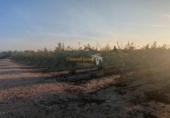 Terreno no urbanizable en venta en la España, Elche, ref: TR170823 foto