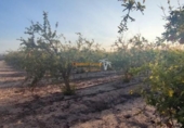 Terreno no urbanizable en venta en la España, Elche, ref: TR170823 foto