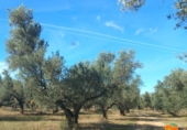 Terreno no urbanizable en venta en la España, Mas de Barberans, ref: TR318298 foto