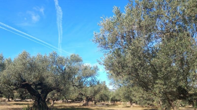 Tarragona - Mas de Barberans - 106028m2