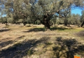 Terreno no urbanizable en venta en la España, Mas de Barberans, ref: TR318298 foto