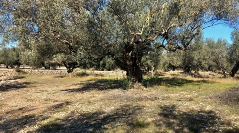 Tarragona - Mas de Barberans - 106028m2