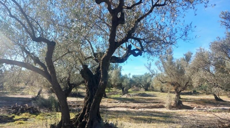 Tarragona - Mas de Barberans - 106028m2