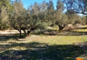 Terreno no urbanizable en venta en la España, Mas de Barberans, ref: TR318298 foto
