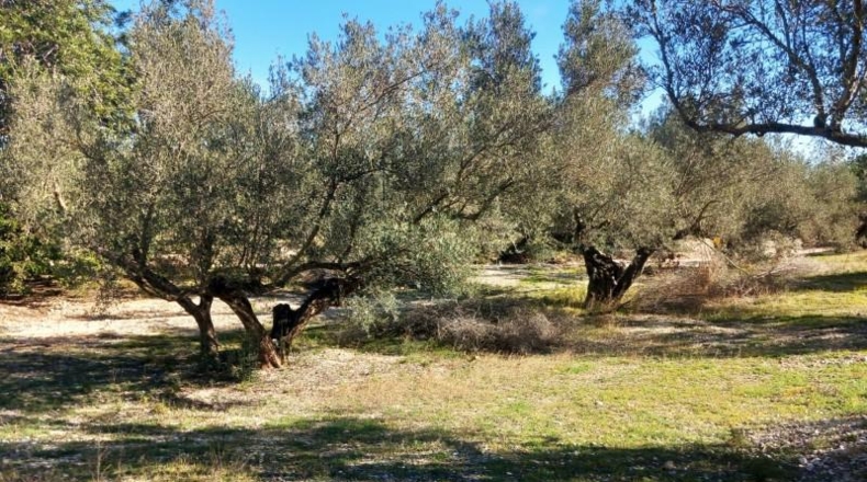 Tarragona - Mas de Barberans - 106028m2