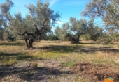 Terreno no urbanizable en venta en la España, Mas de Barberans, ref: TR318298 foto