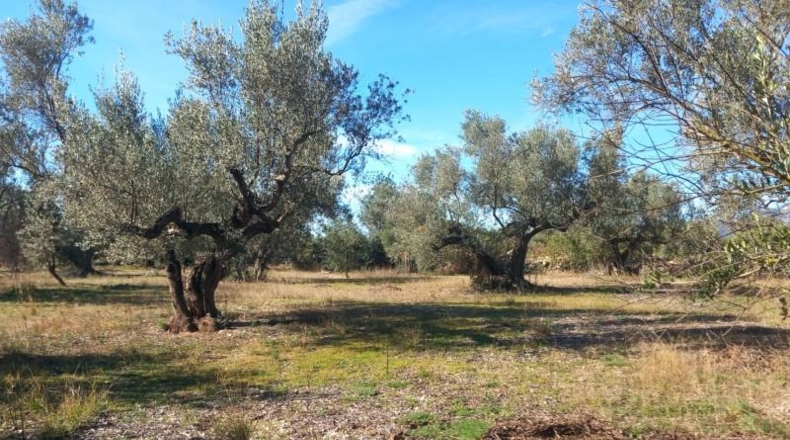 Tarragona - Mas de Barberans - 106028m2