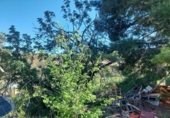 Finca rústica en venda a la España, Elx, ref.: TR284121 foto