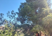 Finca rústica en venda a la España, Elx, ref.: TR284121 foto
