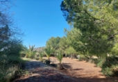 Finca rústica en venda a la España, Elx, ref.: TR284121 foto