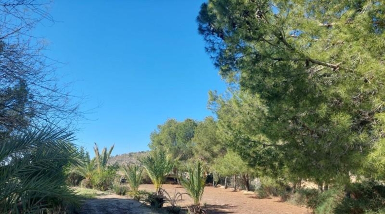 Alicante - Elche - 11000m2