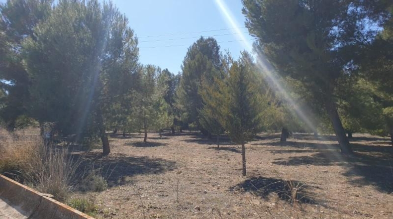 Alicante - Dolores - 800m2