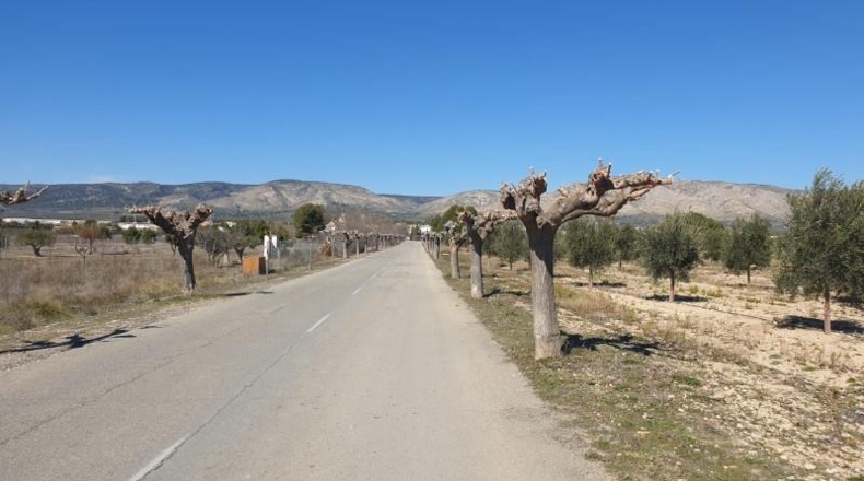 Alicante - Dolores - 800m2