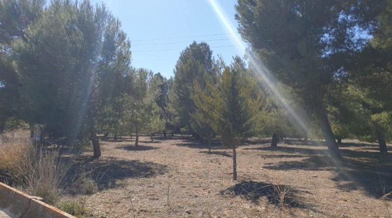 Alicante - Dolores - 800m2