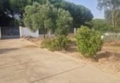 Casa de camp amb terreny en venda a la España, Puerto Real, ref.: TR356165 foto