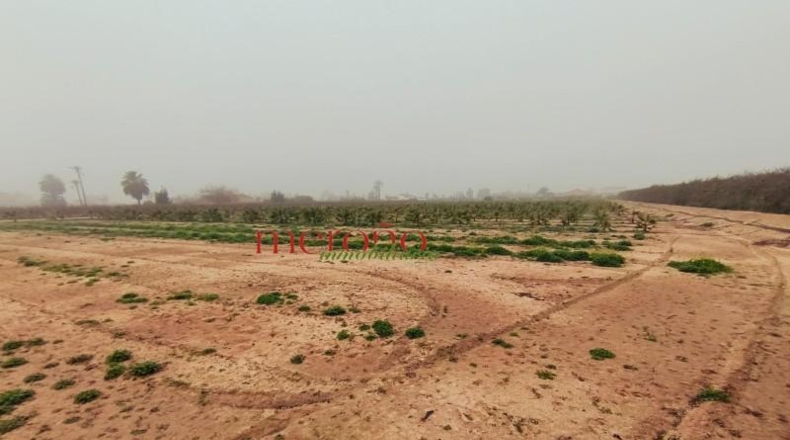 Alicante - Эльче - 12000m2