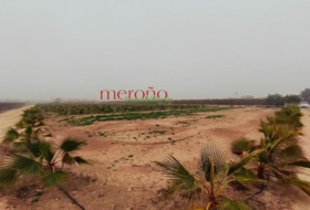 Elx 12000&nbsp;m² 