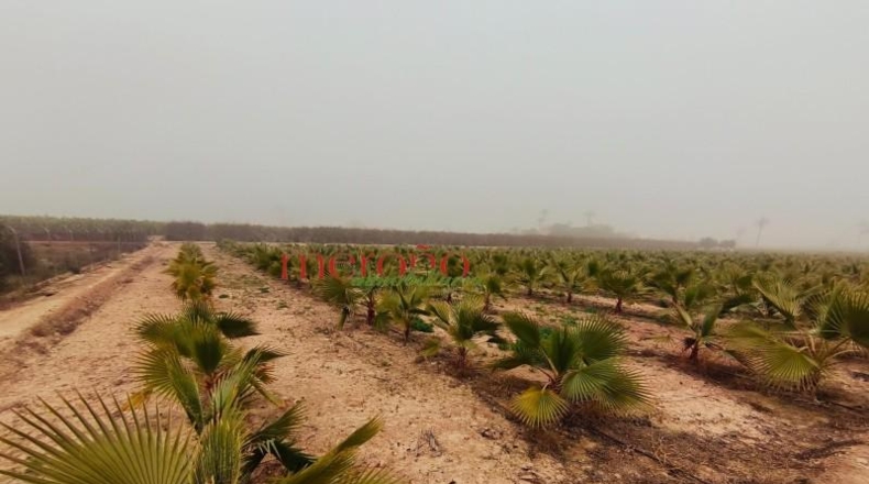 Alicante - Эльче - 12000m2