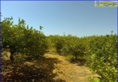 Xalet independent amb terreny en venda a la España, Santomera, ref.: TR166819 foto