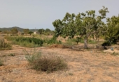 Detached villa with land for sale on España, Porreras, ref: TR330226 photo