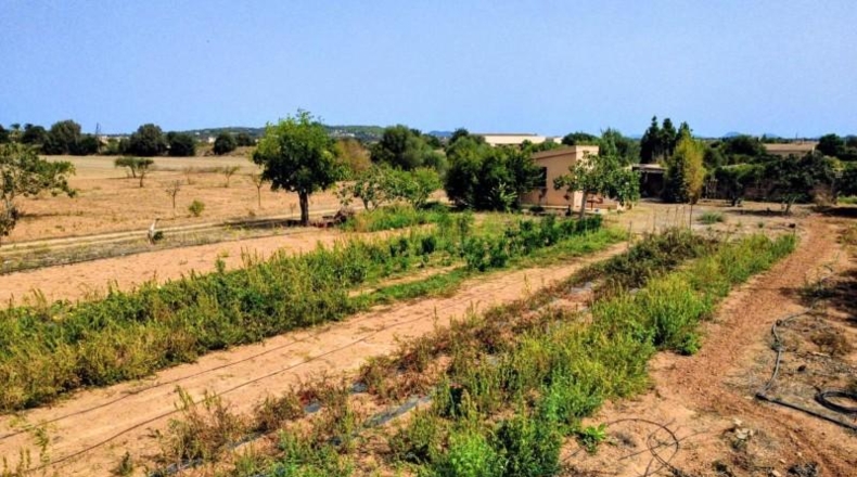 Islas Baleares - Porreras - 2200m2