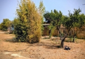 Detached villa with land for sale on España, Porreras, ref: TR330226 photo