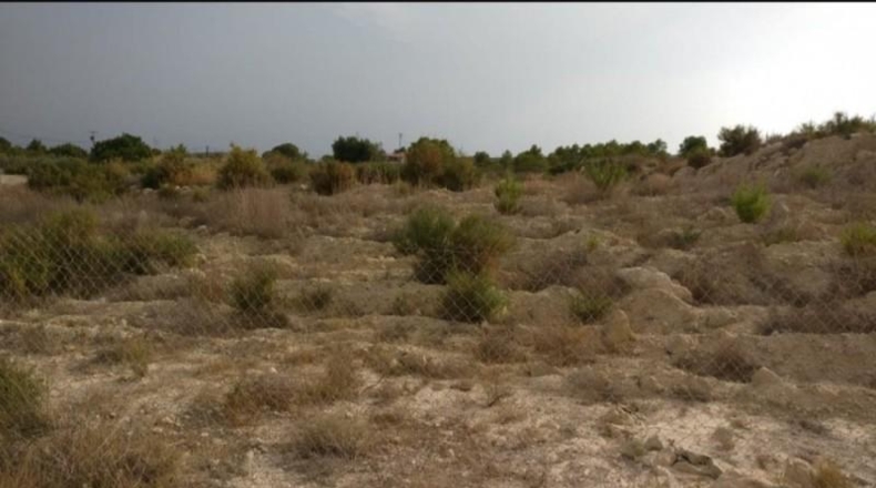 Alicante - Elche - 25000m2