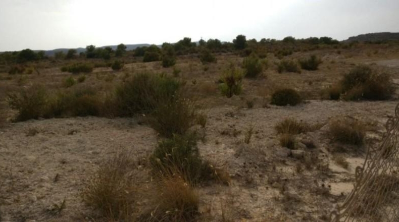 Alicante - Elche - 25000m2
